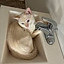 cat, sink, bathroom, faucet, cream_colored, pet, curled_up, domestic_animal, indoor, tile, quiet, resting, cozy, fur, whiskers, paw, animal, cute, relaxed, home