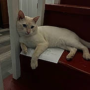 Michi is registered to the contest to win money with this photo: cat, cream_colored_cat, blue_eyes, indoor, staircase, red_stairs, paper, relaxed, resting, paw, door, wooden_floor, animal, pet, feline, laying_down, quiet, cozy, home, calm
