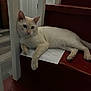 cat, cream_colored_cat, blue_eyes, indoor, staircase, red_stairs, paper, relaxed, resting, paw, door, wooden_floor, animal, pet, feline, laying_down, quiet, cozy, home, calm