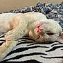 Michi is registered to the contest to win money with this photo: cat, white_cat, lying_down, indoor, blanket, zebra_pattern, pet, animal, fur, relaxed, cute, whiskers, pink_nose, teeth, close_up, cozy, resting, sleepy, soft_texture, home