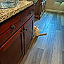 Michi joined the competition — help win amazing prizes! cat, kitchen, cabinet, wooden_floor, granite_countertop, indoor, feline, curious, pet, home, flooring, white_cat, peeking, quiet, furniture, animal, domestic, shadow, light, still_life