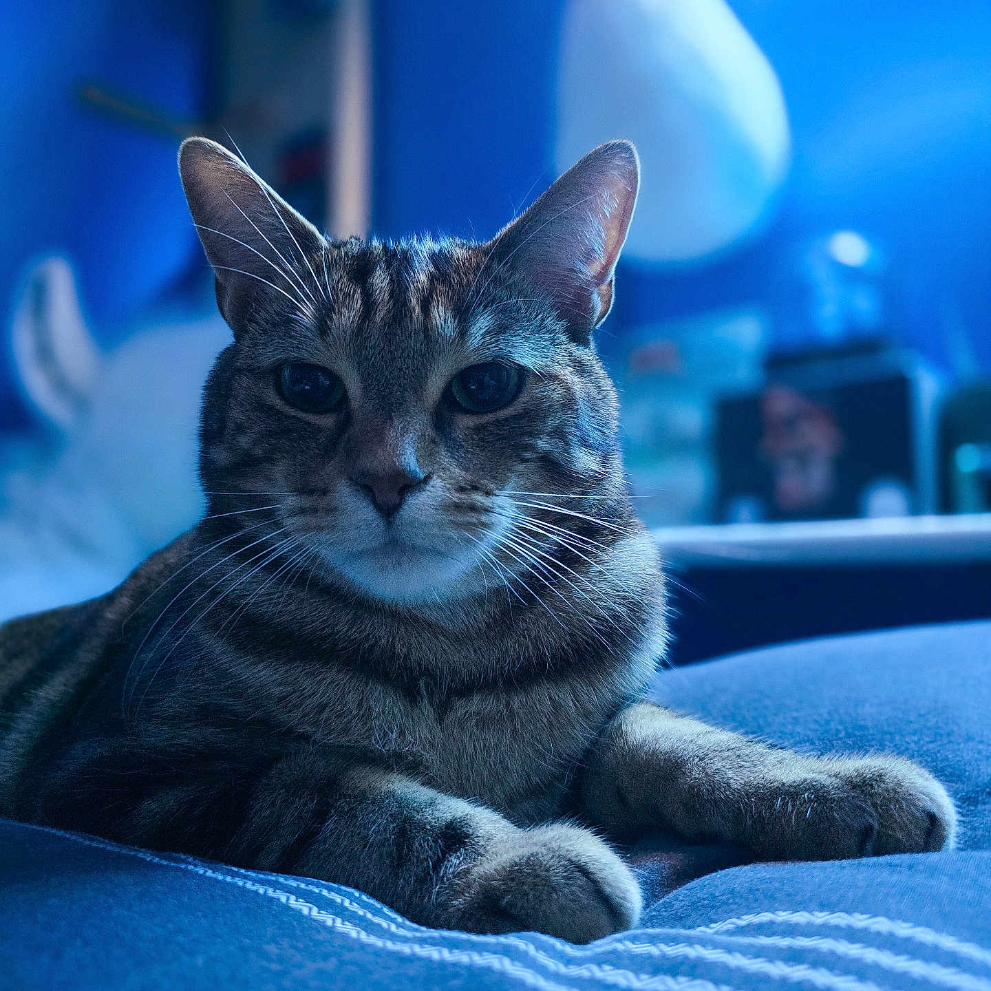 Rio participe au concours pour gagner de l'argent avec cette photo : abyssinian, animal, blanket, cat, couch, furniture, kitten, manx, pet, siamese