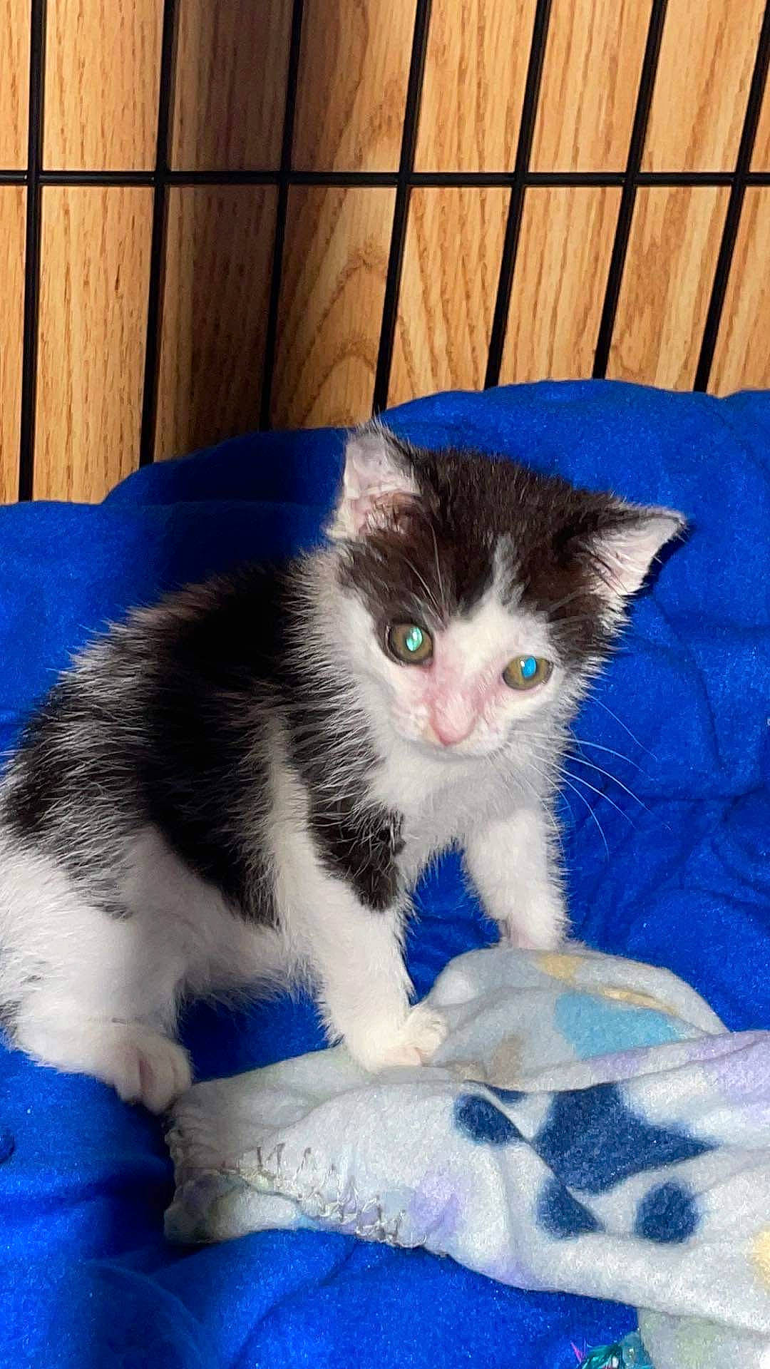 Kit Kat is registered to the contest to win money with this photo: blue, carnivore, cat, cat_supply, claw, comfort, domestic_short_haired_cat, electric_blue, eye, fawn, felidae, foot, fur, iris, paw, pet_supply, small_to_medium_sized_cats, snout, tail, whiskers