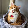 animal, cat, cat_tree, collar, cozy, curious, cute, domestic_cat, feline, fur, indoor, looking_up, mammal, orange_cat, pet, playful, resting, tag, whiskers, white_fur