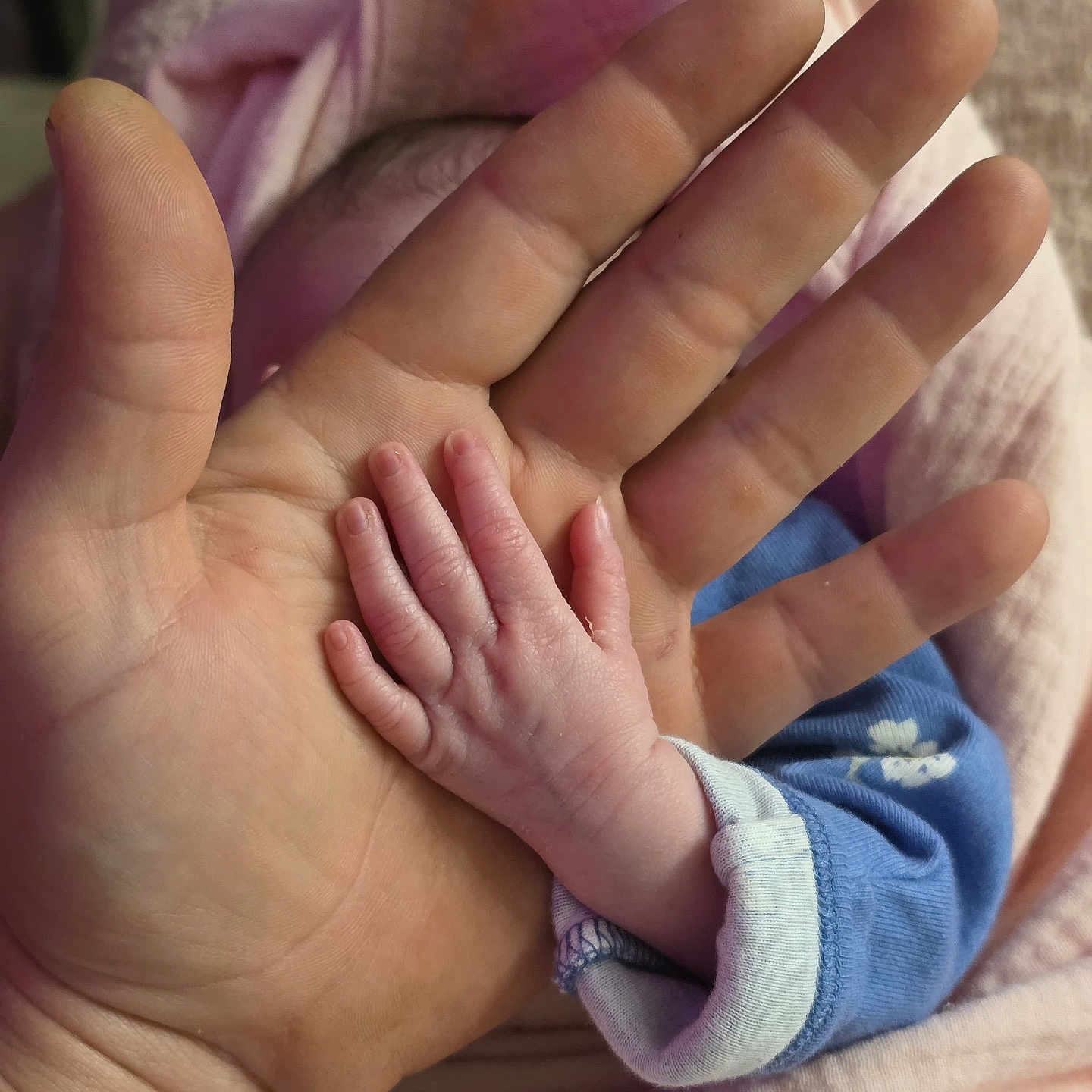 Viatriz is registered to the contest to win money with this photo: newborn, baby, infant, hand, adult_hand, palm, fingers, family, parent, care, blue_clothing, blanket, pink_blanket, close_up, tender, portrait, indoors, soft_lighting, photography, camera_watermark