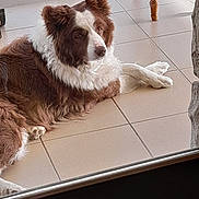Capucine participe au concours pour gagner de l'argent avec cette photo : animal, brown, calm, canine, dog, ears, fluffy, fur, indoor, looking_away, paw, pet, quiet, relaxed, resting, snout, stone_pillar, tile_floor, white, wooden_furniture
