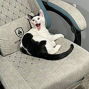 Chonk is registered to the contest to win money with this photo: cat, black_and_white, gaming_chair, indoor, pet, feline, mouth_open, surprised, fur, animal, chair_armrest, carpet, relaxed, home, cute, seated, whiskers, tail, ears, expression