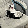 cat, black_and_white, gaming_chair, indoor, pet, feline, mouth_open, surprised, fur, animal, chair_armrest, carpet, relaxed, home, cute, seated, whiskers, tail, ears, expression