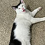 Chonk is registered to the contest to win money with this photo: cat, black_and_white, pet, lying_down, carpet, animal, feline, indoor, cute, fur, whiskers, paw, playful, resting, closeup, mammal, expression, mouth_open, ears, tail
