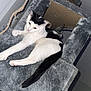 Chonk is registered to the contest to win money with this photo: cat, feline, black_and_white, cat_tree, rope, pet, indoor, relaxed, lounging, fur, whiskers, playful, home, animal, cute, paw, tail, resting, cozy, curious
