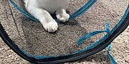 Chonk is registered to the contest to win money with this photo: cat, black_and_white, mesh_tunnel, carpet, indoor, pet, animal, feline, curious, resting, toy, household, closeup, looking_at_camera, playful, white_paws, ears, whiskers, floor, domestic