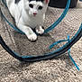cat, black_and_white, mesh_tunnel, carpet, indoor, pet, animal, feline, curious, resting, toy, household, closeup, looking_at_camera, playful, white_paws, ears, whiskers, floor, domestic