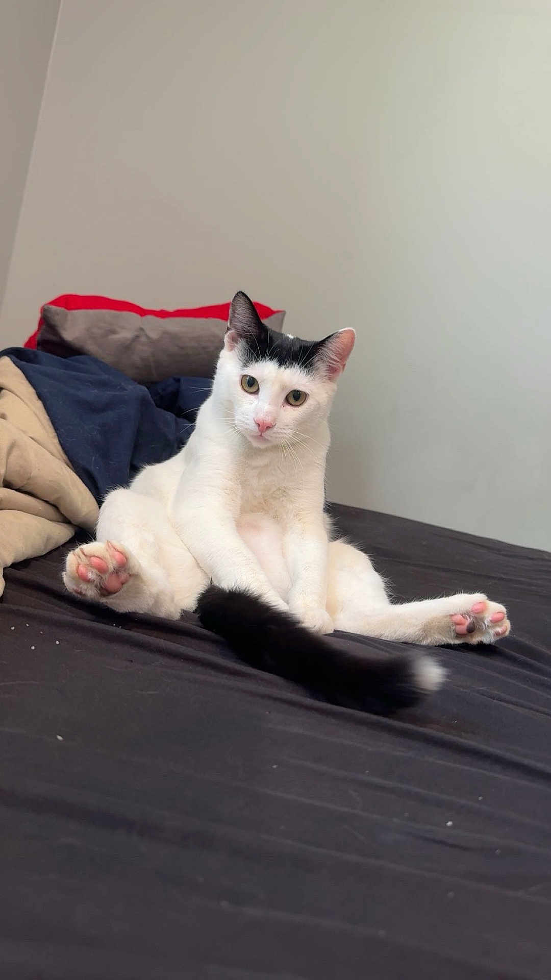 Chonk