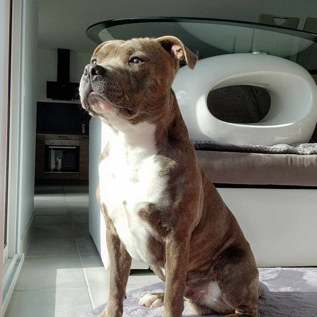 Tokyo a rejoint le concours — aidez-le/la à gagner de superbes lots ! animal, architecture, bathroom, boxer, building, bulldog, canine, chair, couch, dog, frenchbulldog, furniture, indoors, interiordesign, livingroom, pet, pitbull, room, toilet, wood