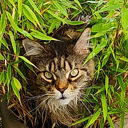 Jumper a rejoint le concours — aidez-le/la à gagner de superbes lots ! cat, tabby, animal, pet, fur, whiskers, eyes, face, greenery, leaves, nature, outdoor, plant, bush, wildlife, closeup, portrait, curious, feline, camouflage
