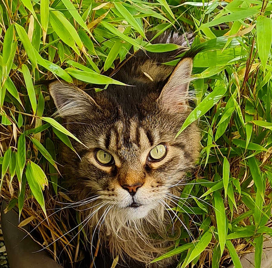 Jumper a rejoint le concours — aidez-le/la à gagner de superbes lots ! cat, tabby, animal, pet, fur, whiskers, eyes, face, greenery, leaves, nature, outdoor, plant, bush, wildlife, closeup, portrait, curious, feline, camouflage