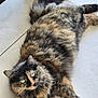Shadow joined the competition — help win amazing prizes! cat, tortoiseshell_cat, fluffy, green_eyes, pet, animal, fur, indoor, floor, tile, relaxed, resting, cute, whiskers, tail, mammal, domestic_animal, laying_down, looking_up, feline
