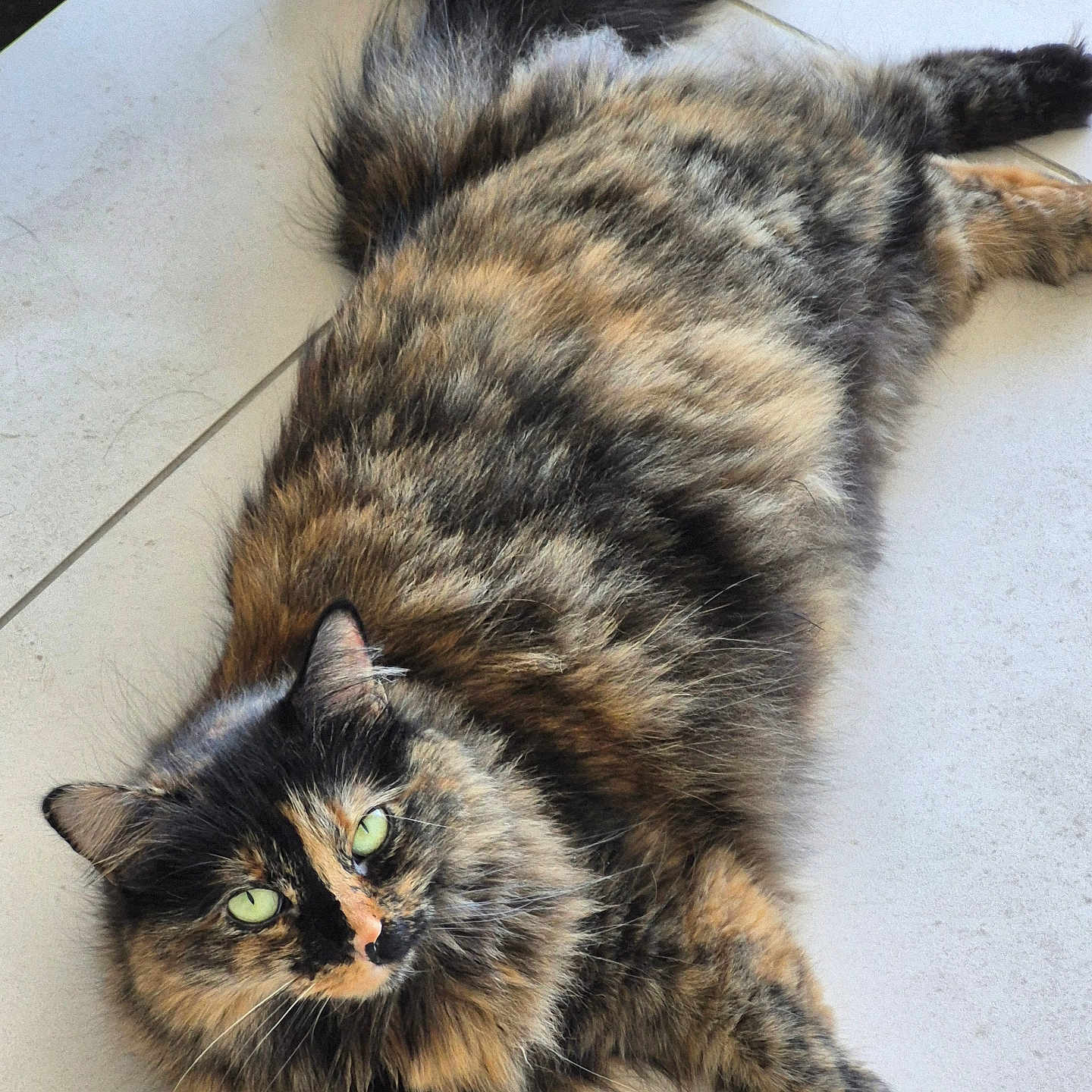 Shadow joined the competition — help win amazing prizes! animal, cat, cute, domestic_animal, feline, floor, fluffy, fur, green_eyes, indoor, laying_down, looking_up, mammal, pet, relaxed, resting, tail, tile, tortoiseshell_cat, whiskers