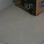 cat, cardboard_box, floor, indoor, corner, pet, animal, dim_light, shadow, curious, hidden, home, tile_floor, feline, domestic_cat, quiet, small_space, dark, green_eyes, peeking