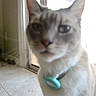 Mushu is registered to the contest to win money with this photo: animal, background, blue, blurry, cat, close_up, collar, curious, daylight, door, feline, floor, green, home, indoor, light, mat, pet, tile_floor, window