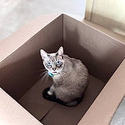 Mushu is registered to the contest to win money with this photo: cat, cardboard_box, blue_eyes, indoor, pet, animal, feline, curious, sitting, looking_up, brown, soft_lighting, whiskers, cute, domestic_cat, box, cozy, fur, closeup, home