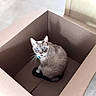 cat, cardboard_box, blue_eyes, indoor, pet, animal, feline, curious, sitting, looking_up, brown, soft_lighting, whiskers, cute, domestic_cat, box, cozy, fur, closeup, home