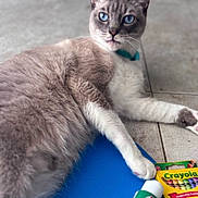 Mushu is registered to the contest to win money with this photo: animal, blue_eyes, blue_surface, cat, close_up, collar, crayola, crayons, cute, domestic_cat, feline, floor, fluffy, indoor, lying_down, pet, relaxed, tile, whiskers, white_paws