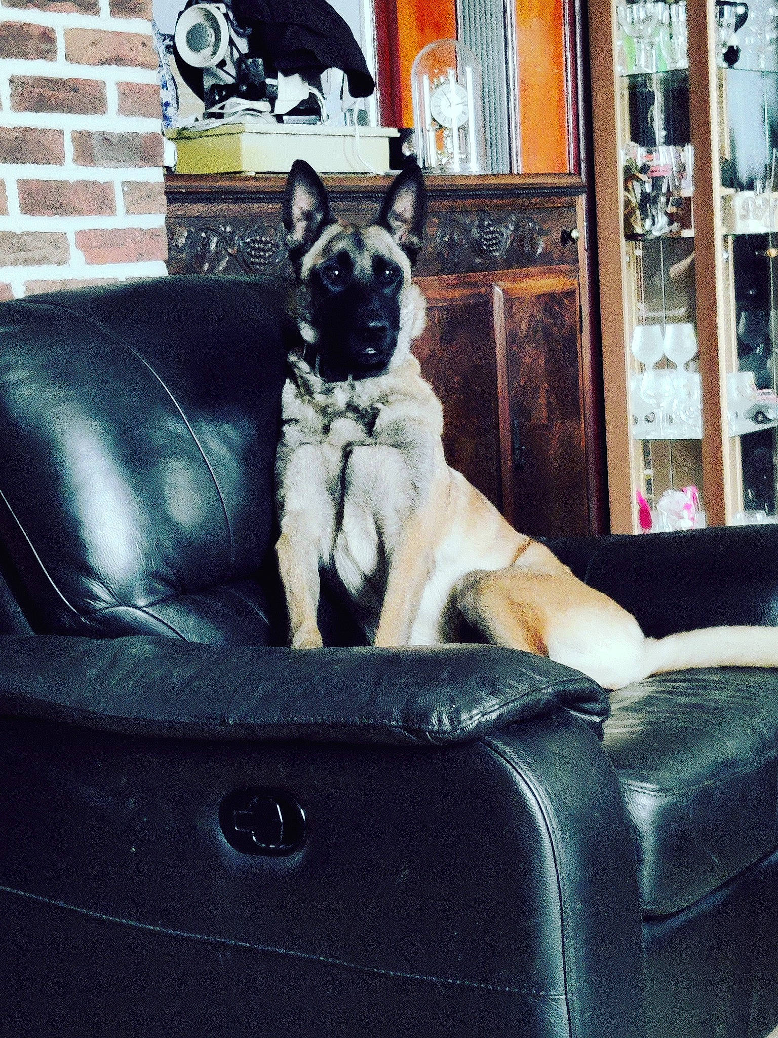 Lola a rejoint le concours — aidez-le/la à gagner de superbes lots ! canidae, carnivore, chair, comfort, companion_dog, couch, dog, dog_breed, dog_supply, fawn, fur, furniture, living_room, motor_vehicle, sitting, sporting_group, tints_and_shades, vehicle_door, window, working_animal