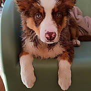 Baïa participe au concours pour gagner de l'argent avec cette photo : puppy, dog, pet, brown_and_white, fluffy, sitting, green_chair, blanket, indoor, close_up, curious, cute, animal, fur, ears, nose, paw, looking, portrait, cozy