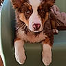 puppy, dog, pet, brown_and_white, fluffy, sitting, green_chair, blanket, indoor, close_up, curious, cute, animal, fur, ears, nose, paw, looking, portrait, cozy