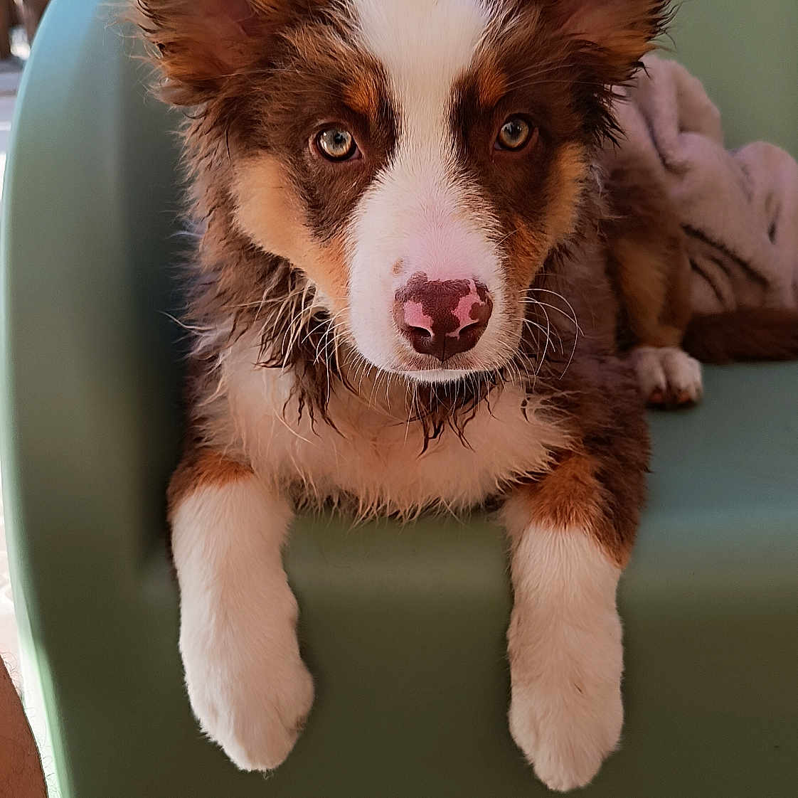 Baïa participe au concours pour gagner de l'argent avec cette photo : puppy, dog, pet, brown_and_white, fluffy, sitting, green_chair, blanket, indoor, close_up, curious, cute, animal, fur, ears, nose, paw, looking, portrait, cozy