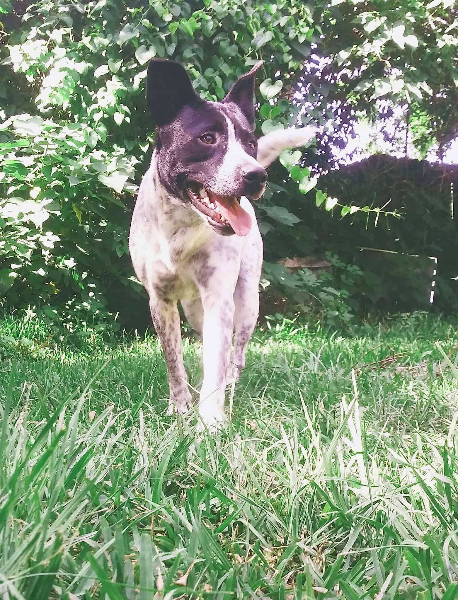 Jack is registered to the contest to win money with this photo: canidae, carnivore, companion_dog, dog, dog_breed, fawn, grass, grass_family, grassland, groundcover, plant, shrub, snout, sporting_group, tail, terrestrial_animal, tree, whiskers, working_animal, working_dog