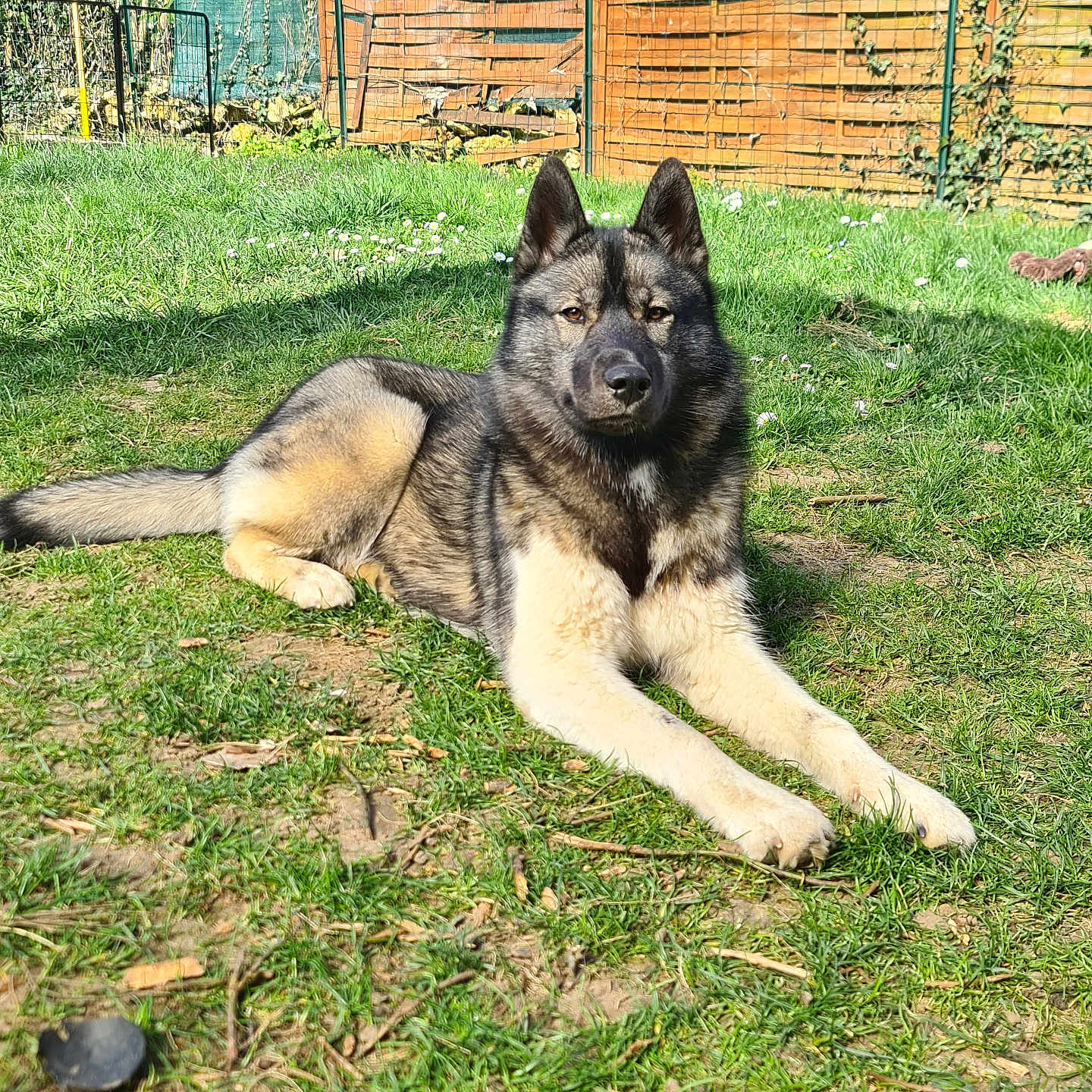 Valakia participe au concours pour gagner de l'argent avec cette photo : animal, backyard, ball, canine, dog, field, football, germanshepherd, grass, grassland, green, husky, lawn, nature, outdoors, pet, plant, policedog, puppy, yard