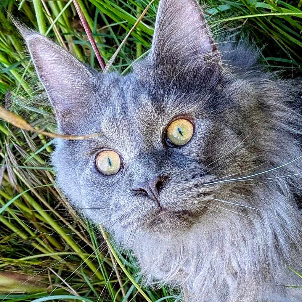 Zac participe au concours pour gagner de l'argent avec cette photo : alert, animal, cat, close_up, curious, ears, feline, fluffy, fur, grass, gray_fur, green_background, muzzle, nature, outdoor, pet, portrait, whiskers, wildlife, yellow_eyes