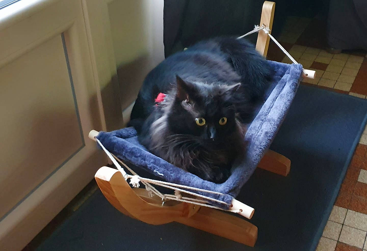 Oréo participe au concours pour gagner de l'argent avec cette photo : asian, black_cat, british_shorthair, carnivore, cat, chartreux, domestic_short_haired_cat, felidae, fur, korat, nebelung, russian_blue, small_to_medium_sized_cats, whiskers