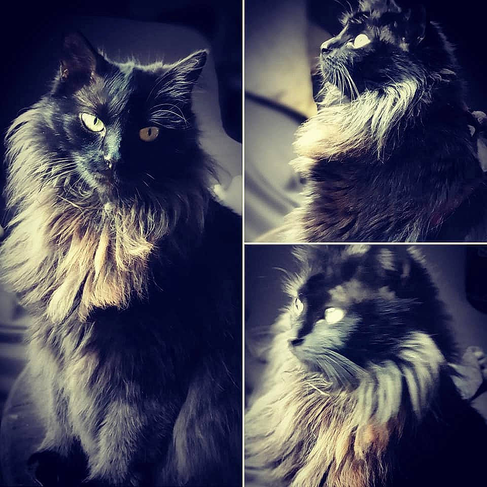 Oréo participe au concours pour gagner de l'argent avec cette photo : black_and_white, black_cat, carnivore, cat, cloud, darkness, domestic_long_haired_cat, ear, eye, felidae, fur, night, norwegian_forest_cat, photography, siberian, sky, small_to_medium_sized_cats, snapshot, snout, whiskers