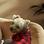 Thor is registered to the contest to win money with this photo: dog, small_dog, pet, red_shirt, checkered_shirt, plaid, couch, indoor, cozy, fur, cute, looking_back, seated, animal, companion, domestic_animal, portrait, furniture, beige, soft_light