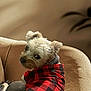 dog, small_dog, pet, red_shirt, checkered_shirt, plaid, couch, indoor, cozy, fur, cute, looking_back, seated, animal, companion, domestic_animal, portrait, furniture, beige, soft_light