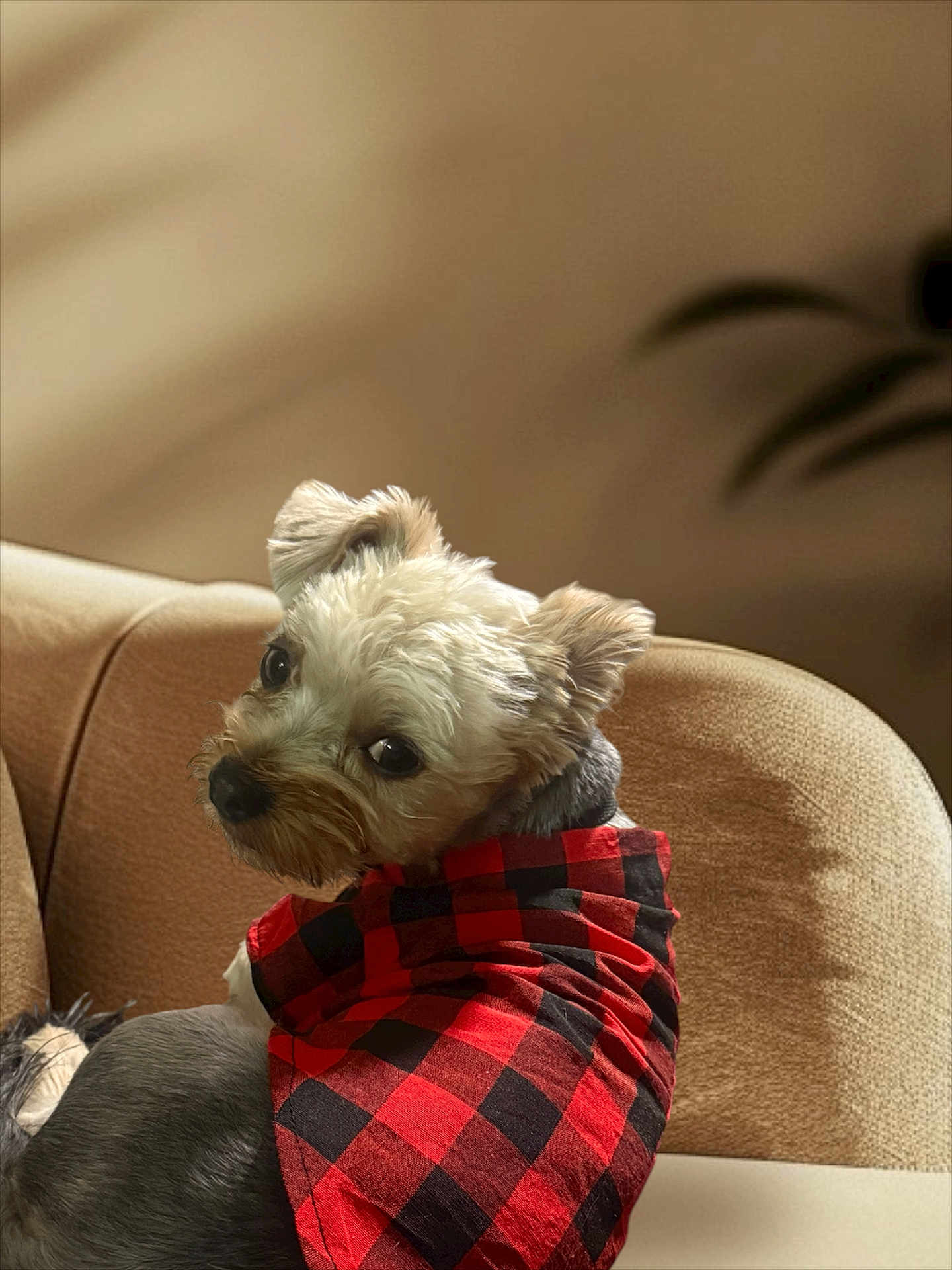 Thor is registered to the contest to win money with this photo: dog, small_dog, pet, red_shirt, checkered_shirt, plaid, couch, indoor, cozy, fur, cute, looking_back, seated, animal, companion, domestic_animal, portrait, furniture, beige, soft_light