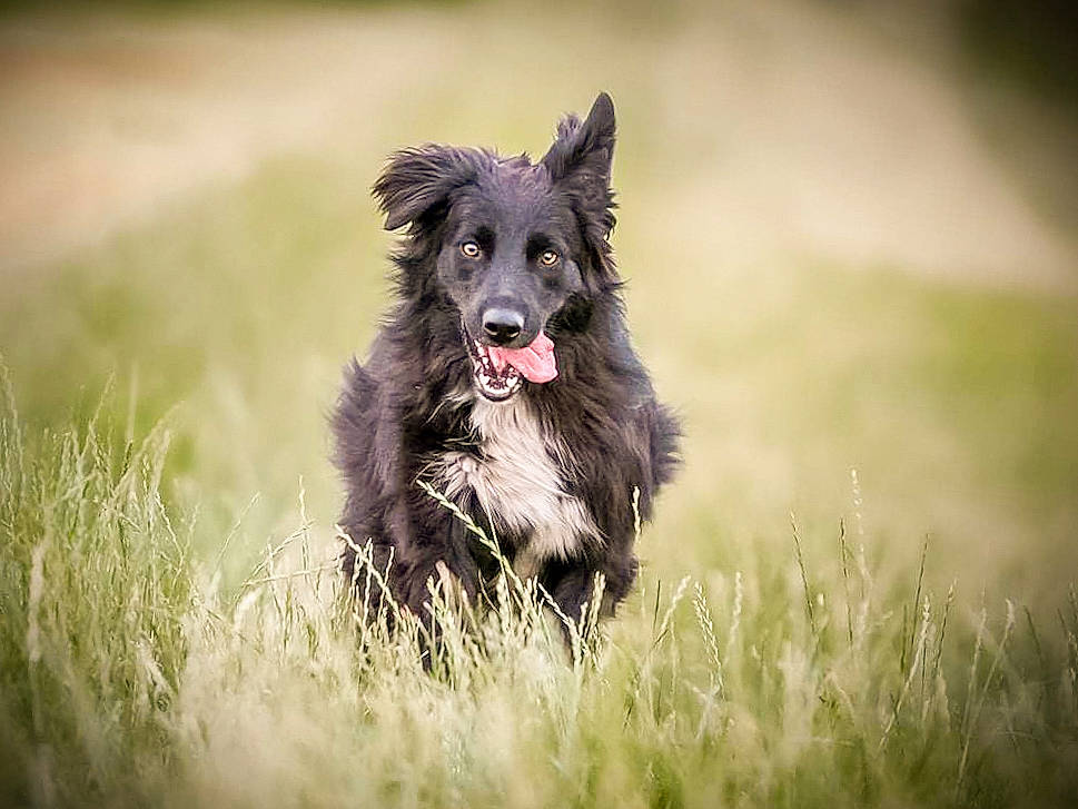Léna participe au concours pour gagner de l'argent avec cette photo : canidae, carnivore, companion_dog, dog, dog_breed, fur, grass, grassland, guard_dog, happy, herding_dog, hunting_dog, plant, snout, sporting_group, whiskers, working_dog