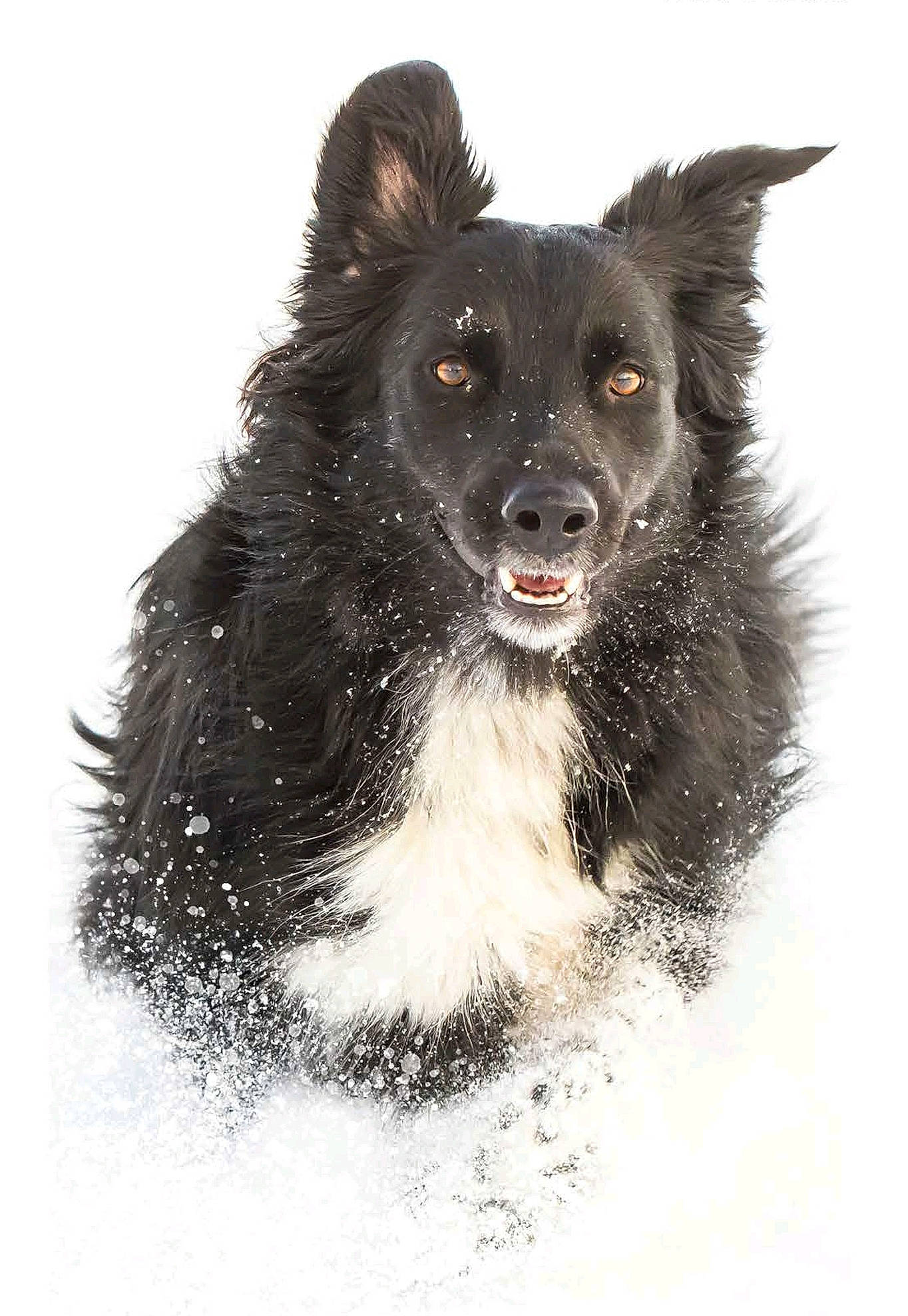 Léna participe au concours pour gagner de l'argent avec cette photo : art, canidae, carnivore, companion_dog, dog, dog_breed, dog_collar, dog_supply, fur, mammal, paw, snout, snow, sporting_group, tail, vertebrate, whiskers, winter, working_animal, working_dog