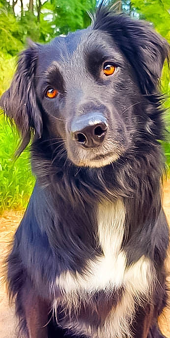 Léna a rejoint le concours — aidez-le/la à gagner de superbes lots ! borador, border_collie, canidae, carnivore, companion_dog, dog, dog_breed, dog_collar, fur, grass, gun_dog, herding_dog, snout, sporting_group, terrestrial_animal, whiskers, working_dog