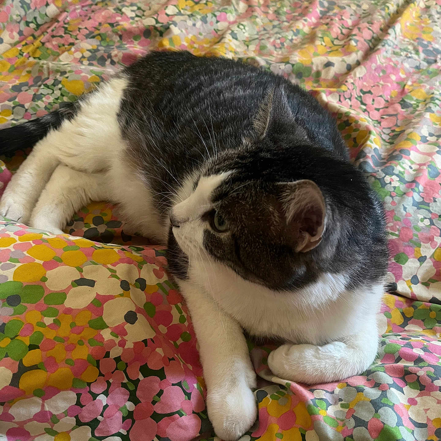 Kalé joined the competition — help win amazing prizes! abyssinian, animal, bed, bedroom, blanket, cat, couch, cushion, furniture, homedecor, indoors, kitten, linen, manx, pattern, person, pet, quilt, room, sleeping