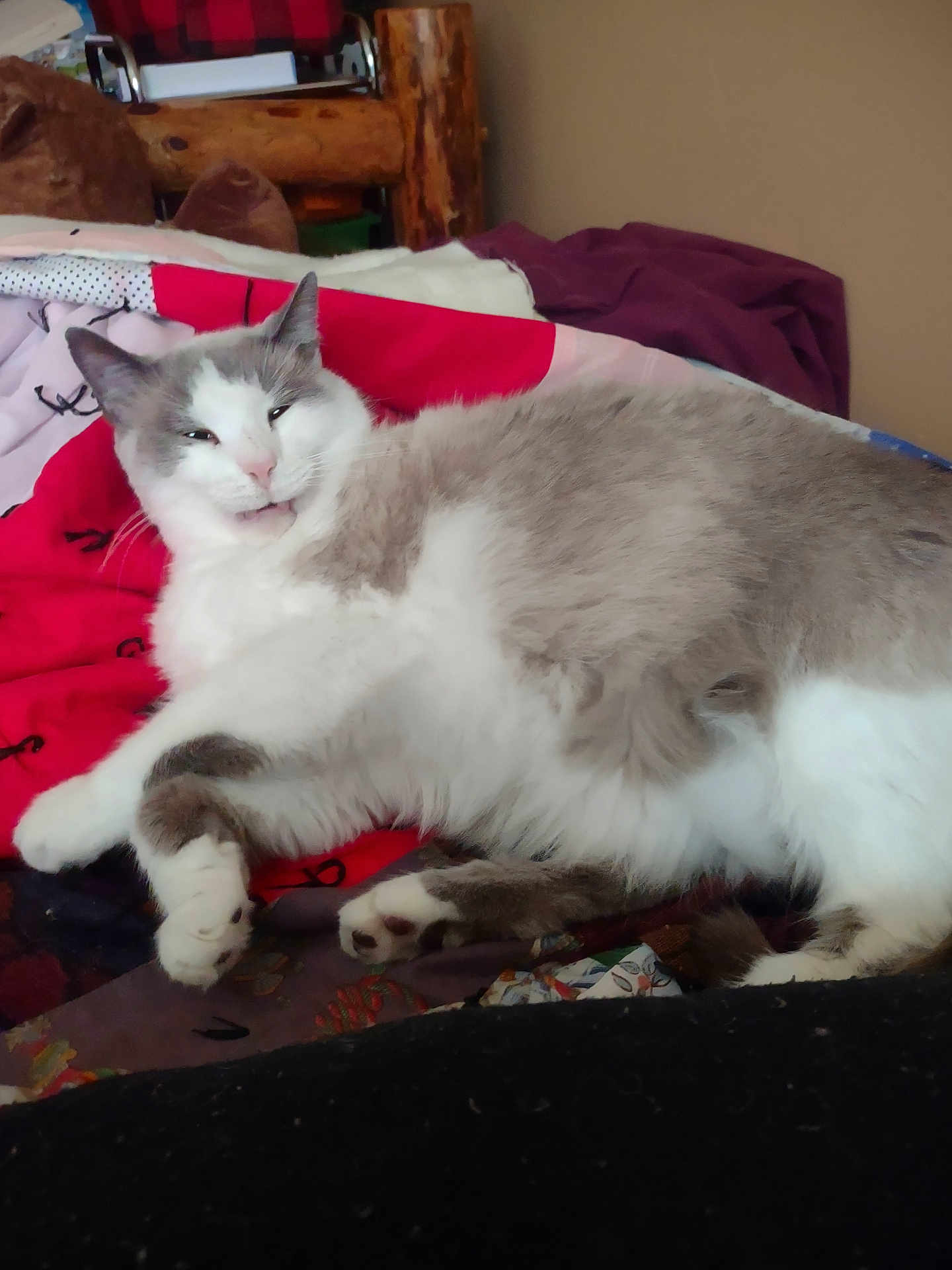 Possum joined the competition — help win amazing prizes! cat, fluffy, gray_and_white, pet, indoor, bed, quilt, cozy, resting, feline, cute, animal, fur, relaxed, paw, whiskers, home, comfort, sleepy, wooden_furniture