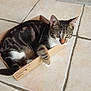 Kiwi a rejoint le concours — aidez-le/la à gagner de superbes lots ! animal, box, cardboard, cat, curious, cute, domestic, ears, floor, fur, indoor, kitten, paw, pet, small, tabby, tail, tile, whiskers, young