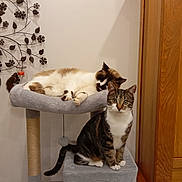 Kiwi participe au concours pour gagner de l'argent avec cette photo : animal, cat, cat_tree, cats, cute, ears, eyes, feline, furniture, home, indoor, paws, pet, resting, siamese, sitting, sleeping, tabby, tail, whiskers