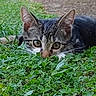 Kiwi participe au concours pour gagner de l'argent avec cette photo : cat, tabby, grass, outdoor, animal, greenery, cute, pet, nature, alert, curious, feline, ears, whiskers, ground, plant, garden, closeup, mammal, young