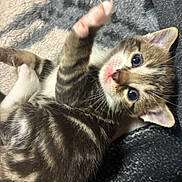 Kiwi a rejoint le concours — aidez-le/la à gagner de superbes lots ! kitten, tabby, cat, paw, fur, blanket, indoor, cute, pet, animal, young, whiskers, sleepy, cozy, soft, small, playful, closeup, feline, curious