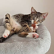 Kiwi participe au concours pour gagner de l'argent avec cette photo : animal, cat, cat_tree, claws, curious, cute, ears, feline, fur, indoor, kitten, paws, pet, playful, plush, resting, soft, tabby, toy_mouse, whiskers
