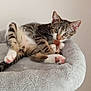 animal, cat, cat_tree, claws, curious, cute, ears, feline, fur, indoor, kitten, paws, pet, playful, plush, resting, soft, tabby, toy_mouse, whiskers